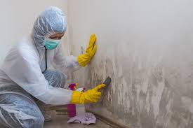 Best Basement Mold Removal  in Port Washington, NY